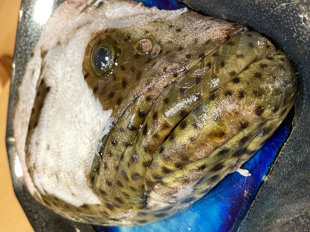 幻の高級魚ヤイトハタ - すし丈